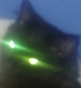 godcat Discord emoji
