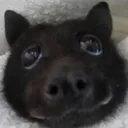 bataneye
