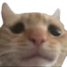 sadCat