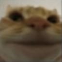 funny_cat Discord emoji