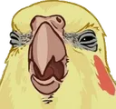 EeeewCockatiel