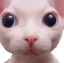 BINGUS