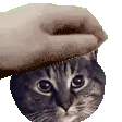 ANI_ryukpet