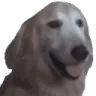 jpegdog