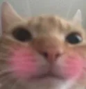 blushie