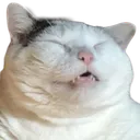 Squeek