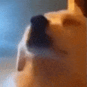 vibingdog Discord emoji
