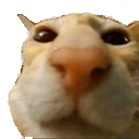 catstare Discord emoji