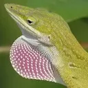 anolis