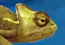 chameleon