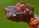SatanicLeafTailedGecko