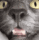 YA_CatSniff Discord emoji