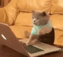 catwritingessayforthor
