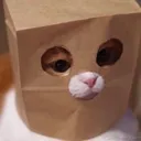 cat_15