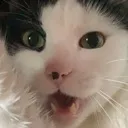YAY