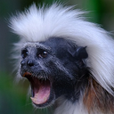 monkescrem Discord emoji