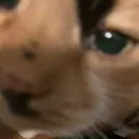 kitty