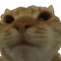 catnoyes catnoyes