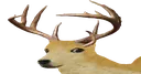 dogedeerflat