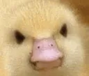 angryduck