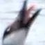 goose16