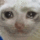 catcry