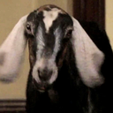 thegoat Discord emoji