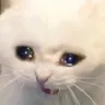 cat_screm cat_screm