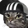 catkilla