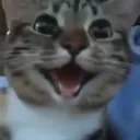 owd_catlaugh