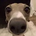 TFC_Dog