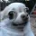 WeirdDog