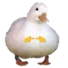 shyduck