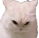 catupset Discord Emoji