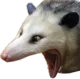 PYR_PossumRee