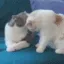 kissykissy
