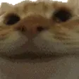 YesYes