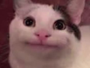 A white and gray cat with a wide, strained, and awkward-looking smile.