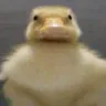 gort gort