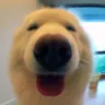 Boop