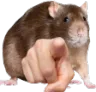RatPoint