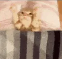 Kittybesleep