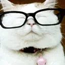 CC_Cat_Cool