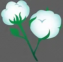 Cotton