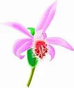 Orchidforcolours