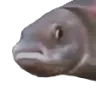 pausefish pausefish