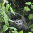 monke