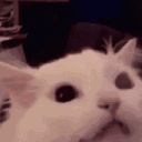 catzraaage Discord Emoji