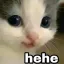 heheCat heheCat