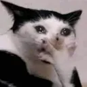 cat_gasps